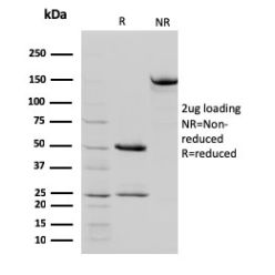 STAT5B(STAT5B/2657), CF640R conjugate, 0.1mg/mL