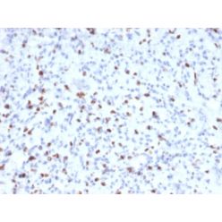 Myogenin (Skeletal Muscle Marker) (MYOG/2660), CF640R conjugate, 0.1mg/mL