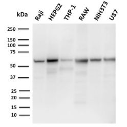 PD-L2 / PDCD1LG2 / CD273(PDL2/2676), CF640R conjugate, 0.1mg/mL