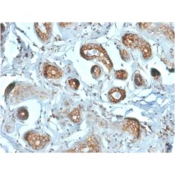 Laminin Receptor / RPSA (Marker of Metastatic Potential)(RPSA/2699), CF640R conjugate, 0.1mg/mL