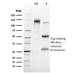 Tal1(TAL1/2707), CF640R conjugate, 0.1mg/mL