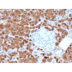 Biotium BNC402712-500, Carboxypeptidase A1 / CPA1 (Pancreatic Cancer Marker)(CPA1/2712), CF640R conjugate, 0.1mg/mL
