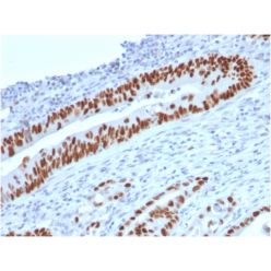 p53 (Tumor Suppressor Protein)(TP53/2719), CF640R conjugate, 0.1mg/mL