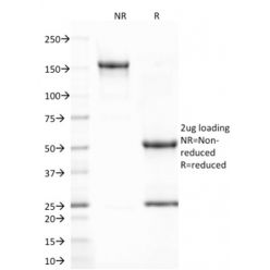 CD80 (B7-1)(C80/2723), CF640R conjugate, 0.1mg/mL