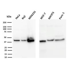 PD-L1 / PDCD1LG1 / CD274 / B7-H1 (Cancer Immunotherapy Target)(PDL1/2744), CF640R conjugate, 0.1mg/mL