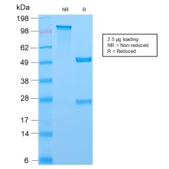MCM7 (Proliferation Marker)(MCM7/2756R), CF640R conjugate, 0.1mg/mL