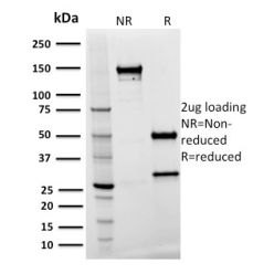 Spastin(Sp 3G11-1), CF640R conjugate, 0.1mg/mL