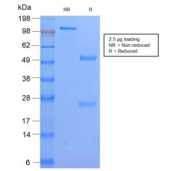 HLA-DP (MHC II)(HLA-DPB1/2862R), CF640R conjugate, 0.1mg/mL
