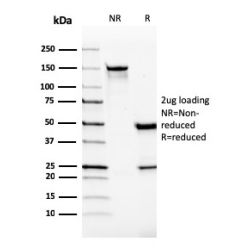 VISTA / GI24 (Negative Regulator of Immune Response)(VISTA/2865), CF640R conjugate, 0.1mg/mL