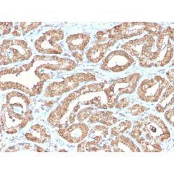 Ornithine Decarboxylase-1 (ODC-1)(ODC1/2878R), CF640R conjugate, 0.1mg/mL
