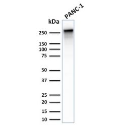 Spectrin beta III (SPTBN2)(SPTBN2/2887R), CF640R conjugate, 0.1mg/mL