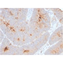Secretory Component / ECM1 (ECM1/2889R), CF640R conjugate, 0.1mg/mL