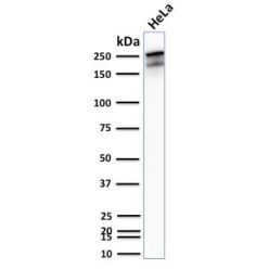 Spectrin beta III (SPTBN2) (SPTBN2/2894R), CF640R conjugate, 0.1mg/mL