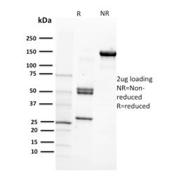 Biotium BNC402905-500, CD29 (Stem Cell Marker)(12G10), CF640R conjugate, 0.1mg/mL