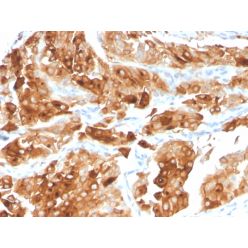 Uroplakin 1A (Urothelial Differentiation Marker)(UPK1A/2922), CF640R conjugate, 0.1mg/mL
