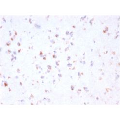 FCGRT / FcRn (IgG Transporter)(FCGRT/2932), CF640R conjugate, 0.1mg/mL