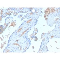 Spectrin Alpha 1 (Erythrocyte Marker) (SPTA1/2939R), CF640R conjugate, 0.1mg/mL