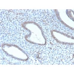 TLE1 (Synovial Sarcoma Marker) (TLE1/2946R), CF640R conjugate, 0.1mg/mL