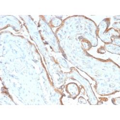 EGFR (Epidermal Growth Factor Receptor) (GFR/2968R), CF640R conjugate, 0.1mg/mL