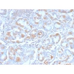 pS2 / pNR-2 / TFF1 (Estrogen-Regulated Protein) (TFF1/2969R), CF640R conjugate, 0.1mg/mL