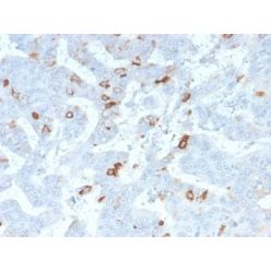 MUC2 (Mucin 2) (MLP/2970R), CF640R conjugate, 0.1mg/mL