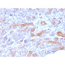 MRP3 (Multidrug Resistance-Associated Protein 3)(ABCC3/2971), CF640R conjugate, 0.1mg/mL