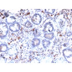 MUC3 (Mucin 3)(MUC3/2992R), CF640R conjugate, 0.1mg/mL