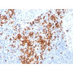 Granzyme B (NK/T-Cell Lymphoma Marker)(GZMB/3014), CF640R conjugate, 0.1mg/mL