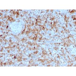 Granzyme B (NK/T-Cell Lymphoma Marker)(GZMB/3055), CF640R conjugate, 0.1mg/mL