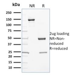 Cytochrome P450 3A1 / CYP3A1(P6), CF640R conjugate, 0.1mg/mL