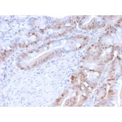 PCNA (Proliferating Cell Nuclear Antigen) (G1- & S-phase Marker)(PC5), CF640R conjugate, 0.1mg/mL