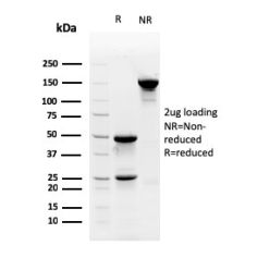 Myofibroblast Marker(PR 2D3), CF640R conjugate, 0.1mg/mL