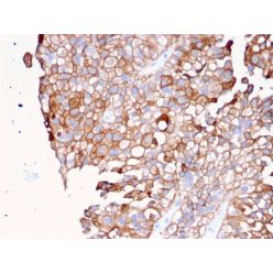Uroplakin 1B (Urothelial Differentiation Marker)(UPK1B/3081), CF640R conjugate, 0.1mg/mL