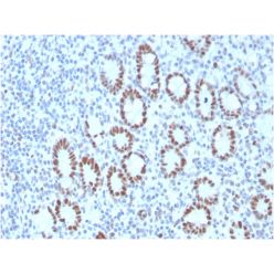 MSH6 (DNA Mismatch Repair Protein)(MSH6/3089), CF640R conjugate, 0.1mg/mL