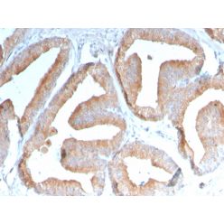 ICOS-L / ICOS Ligand / B7RP-1 (Immuno-Oncology Target)(ICOSL/3111), CF640R conjugate, 0.1mg/mL