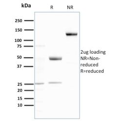 Ubiquitin (Autophagy Marker)(UBB/3143R), CF640R conjugate, 0.1mg/mL