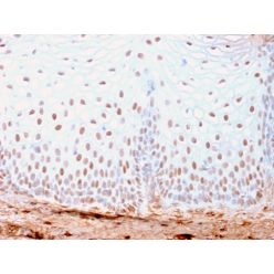 SOX2 (Embryonic Stem Cell Marker)(SOX2/3169R), CF640R conjugate, 0.1mg/mL