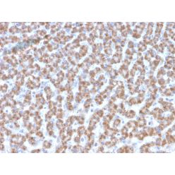 Prohibitin (Mitochondrial Marker)(PHB/3193), CF640R conjugate, 0.1mg/mL