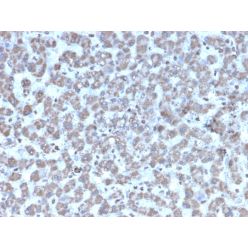 Prohibitin (Mitochondrial Marker)(PHB/3194), CF640R conjugate, 0.1mg/mL