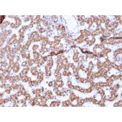 Prohibitin (Mitochondrial Marker)(PHB/3225), CF640R conjugate, 0.1mg/mL