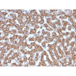 Prohibitin (Mitochondrial Marker)(PHB/3226), CF640R conjugate, 0.1mg/mL
