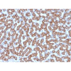 Prohibitin (Mitochondrial Marker)(PHB/3227), CF640R conjugate, 0.1mg/mL