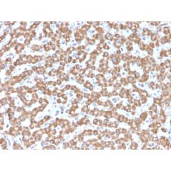 Prohibitin (Mitochondrial Marker)(PHB/3229), CF640R conjugate, 0.1mg/mL