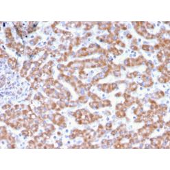 Prohibitin (Mitochondrial Marker)(PHB/3231), CF640R conjugate, 0.1mg/mL
