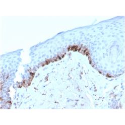 Tyrosinase-Related Protein-1 (TYRP-1) (Melanoma Marker)(TYRP1/3282), CF640R conjugate, 0.1mg/mL