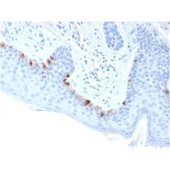 Tyrosinase-Related Protein-1 (TYRP-1) (Melanoma Marker)(TYRP1/3283), CF640R conjugate, 0.1mg/mL