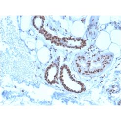 Nucleophosmin (Acute Myeloid Leukemia Marker)(NPM1/3285), CF640R conjugate, 0.1mg/mL