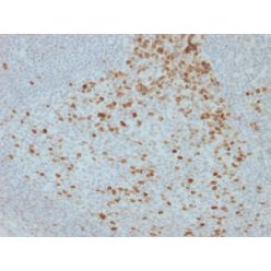 Proliferation Marker(JC1), CF640R conjugate, 0.1mg/mL