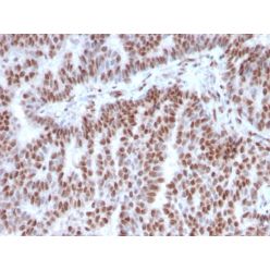 Estrogen Receptor, alpha (Marker of Estrogen Dependence)(ESR1/3342), CF640R conjugate, 0.1mg/mL