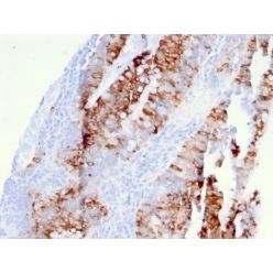 Biotium BNC403381-500, CD262 / DR5(DR5/3381), CF640R conjugate, 0.1mg/mL